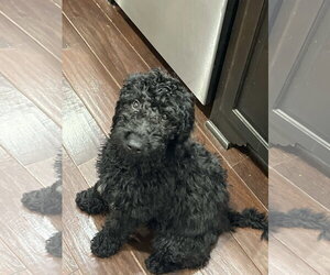 Goldendoodle Dogs for adoption in Fort Worth, TX, USA