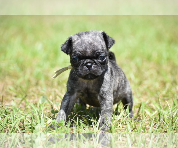 Medium Photo #4 Pug Puppy For Sale in PALM COAST, FL, USA