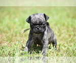 Small #3 Pug
