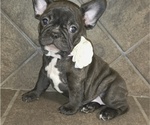 Puppy Lilo French Bulldog