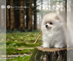 Pomeranian Puppy for sale in CHARLOTTE, NC, USA