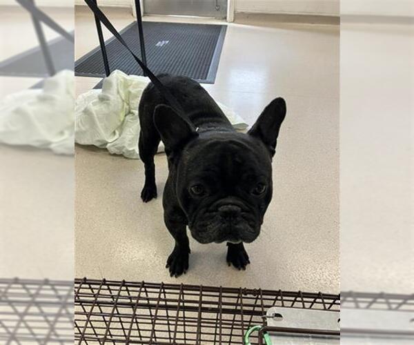 Medium Photo #1 French Bulldog Puppy For Sale in Long Beach, CA, USA