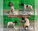 Small #2 German Shorthaired Pointer