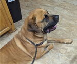 Small #2 Mastiff