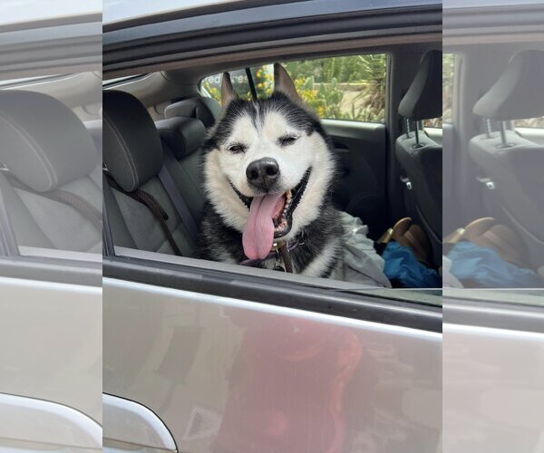 Medium Photo #7 Siberian Husky Puppy For Sale in  Ramona, CA, USA