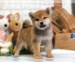 Small Photo #5 Shiba Inu Puppy For Sale in NEWARK, DE, USA