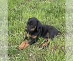 Small Photo #7 Doberman Pinscher Puppy For Sale in AUSTINVILLE, VA, USA