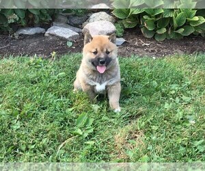 Shiba Inu Puppy for sale in SHILOH, OH, USA