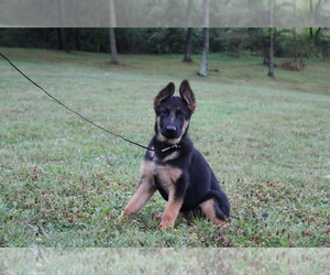 German Shepherd Dog Puppy for sale in MILLERSBURG, OH, USA