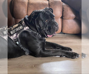 Father of the Cane Corso puppies born on 09/13/2025