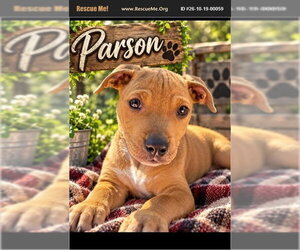 Parson - Male Mutt Dog for Adoption