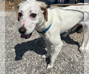Baby G - Female Mutt Dog for Adoption - Photo #2