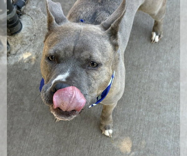 Medium Photo #2 Mutt Puppy For Sale in Tulsa, OK, USA