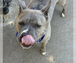 Small #1 Mutt