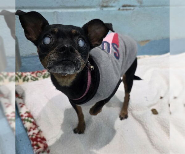 Medium Photo #1 Miniature Pinscher Puppy For Sale in Long Beach, CA, USA