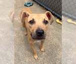 Small #1 Mutt
