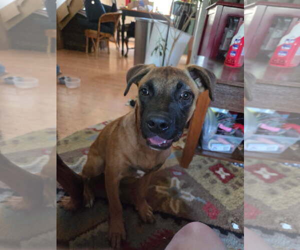 Medium Photo #2 Mutt Puppy For Sale in Fort Collins, CO, USA