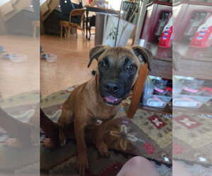Backpack - Female Mutt Dog for Adoption - Photo #2
