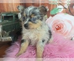 Small #2 Pomeranian