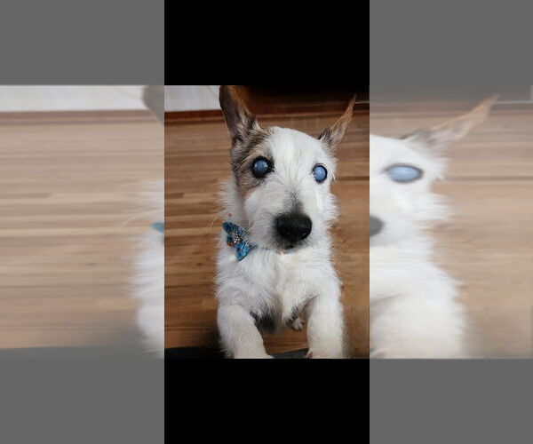 Medium Photo #4 Jack Russell Terrier-Unknown Mix Puppy For Sale in Springdale, PA, USA
