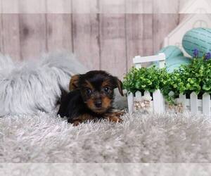 Yorkshire Terrier Puppy for sale in FULLERTON, CA, USA