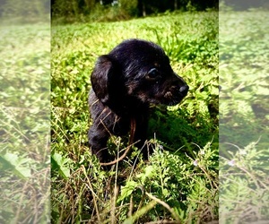 Doxiepoo (Standard) Puppy for sale in BLMGTN, IN, USA