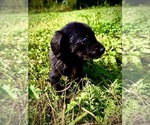 Image preview for Ad Listing. Nickname: Yogi