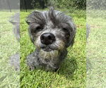 Small #3 Poodle (Miniature) Mix