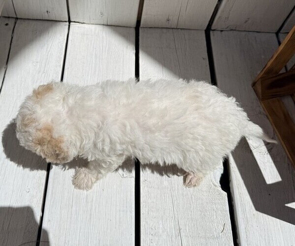 Medium Photo #3 Poodle (Miniature) Puppy For Sale in CURTISS, WI, USA
