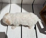 Small Photo #3 Poodle (Miniature) Puppy For Sale in CURTISS, WI, USA