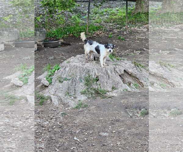Medium Photo #3 Shih Tzu-Unknown Mix Puppy For Sale in Oakhurst, NJ, USA