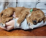 Puppy Scotch Goldendoodle (Miniature)