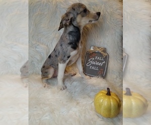 Australian Shepherd-Jack Russell Terrier Mix Puppy for sale in INDIANAPOLIS, IN, USA