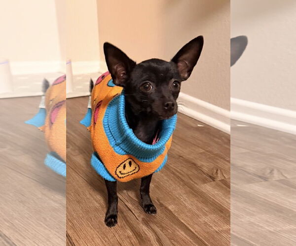 Medium Photo #2 Chihuahua Puppy For Sale in Lake Elsinore, CA, USA