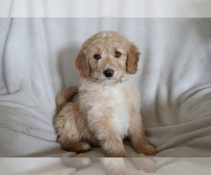 Goldendoodle (Miniature) Puppy for sale in SHILOH, OH, USA