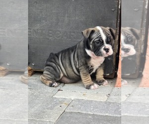 American Bully Puppy for sale in NORTH PORT, FL, USA