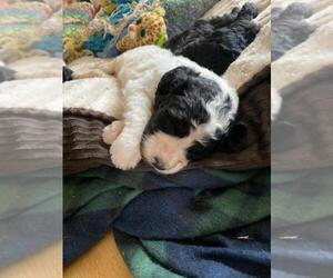 Saint Berdoodle Puppy for sale in FINLAYSON, MN, USA