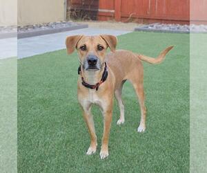 Lanna - Female Chihuahua-Unknown Mix Dog for Adoption - Photo #4