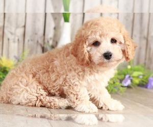 Poochon Puppy for sale in MOUNT VERNON, OH, USA