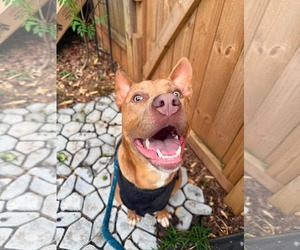 Moe - Male Mutt Dog for Adoption - Photo #2