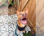 Small #1 Mutt