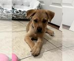 Small #3 Labrador Retriever Mix