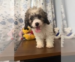 Litter of 4 - Male(s) and Female(s) Cockapoo (Miniature)Litter of Puppies for Sale - Photo #3