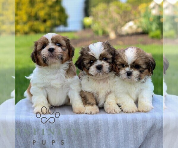 Medium Photo #2 Shih Tzu Puppy For Sale in GORDONVILLE, PA, USA