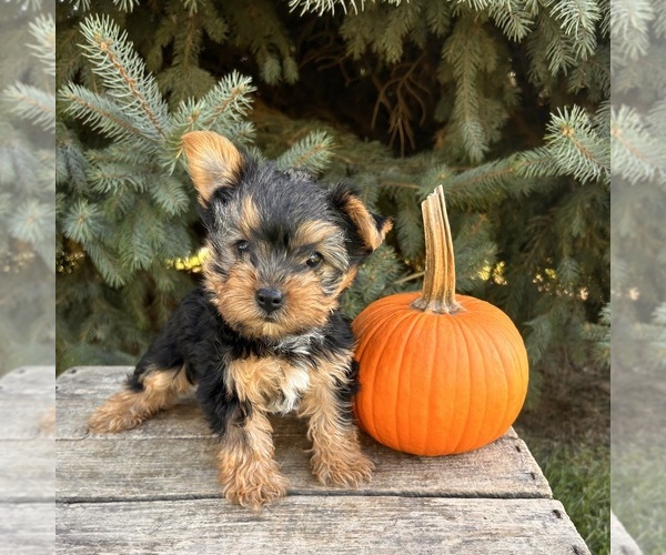 Medium Photo #1 Yorkshire Terrier Puppy For Sale in MIDDLEBURY, IN, USA