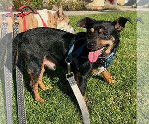 Petey - Male Chipin Dog for Adoption - Photo #3