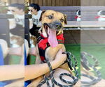 Small #1 Black Mouth Cur Mix