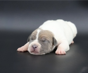American Bully Puppy for sale in CHAMPAIGN, IL, USA