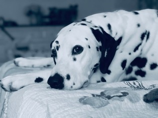 Father of the Dalmatian puppies born on 01/07/2019