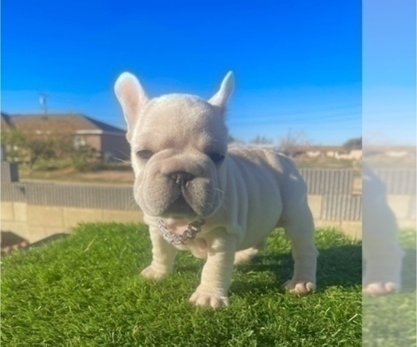 Medium Photo #1 French Bulldog Puppy For Sale in FRESNO, CA, USA